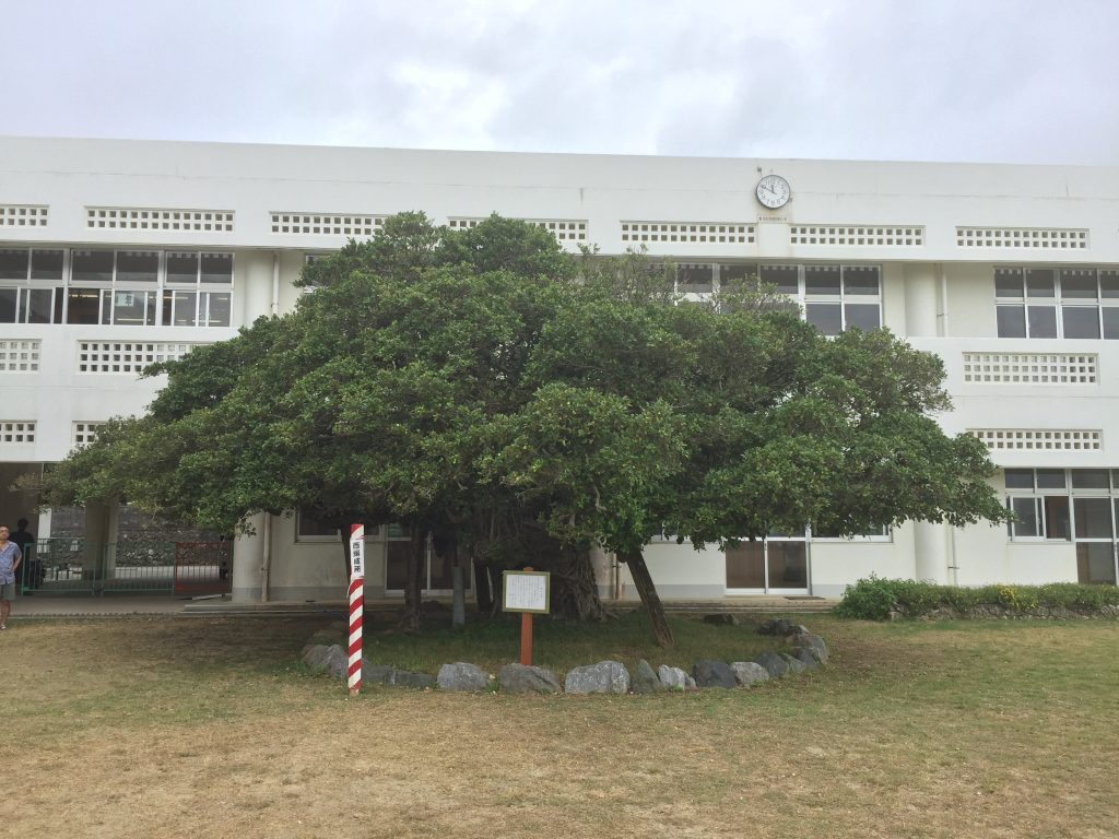 与論小学校のガジュマル (2)