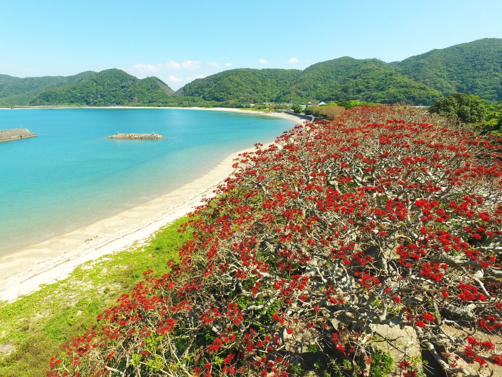 加計呂麻島諸鈍デイゴ