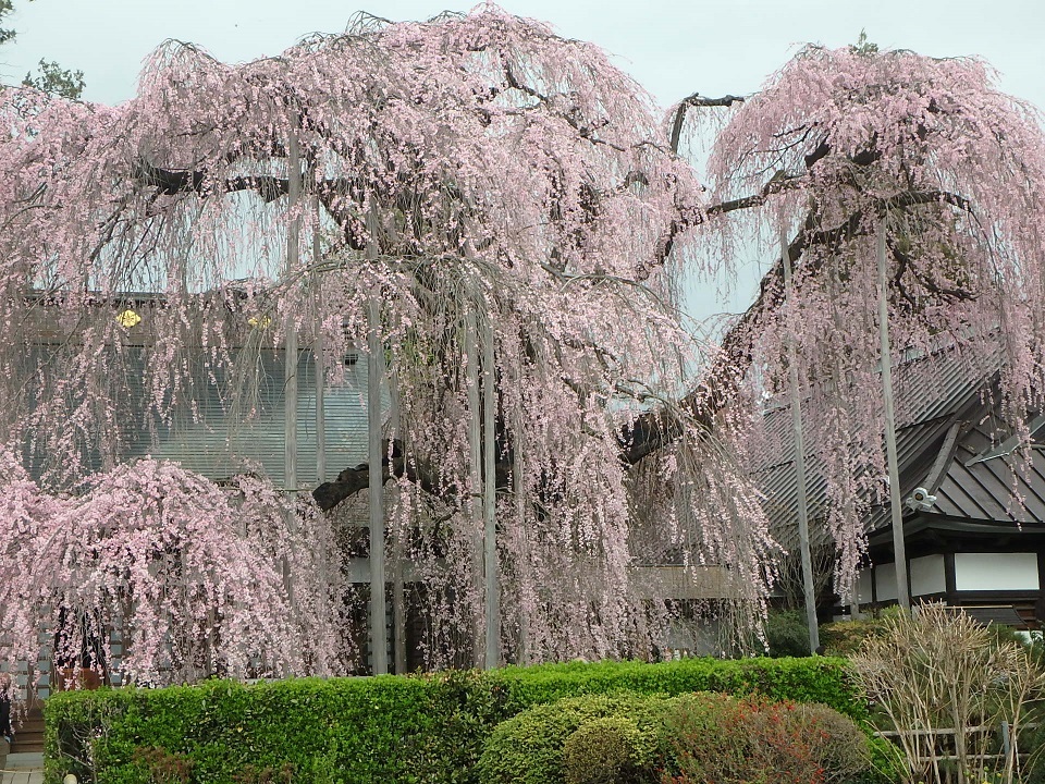 慈雲寺のイトザクラ