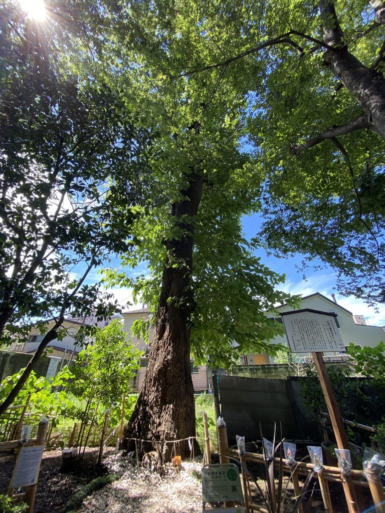 戸越八幡神社のケンポナシ