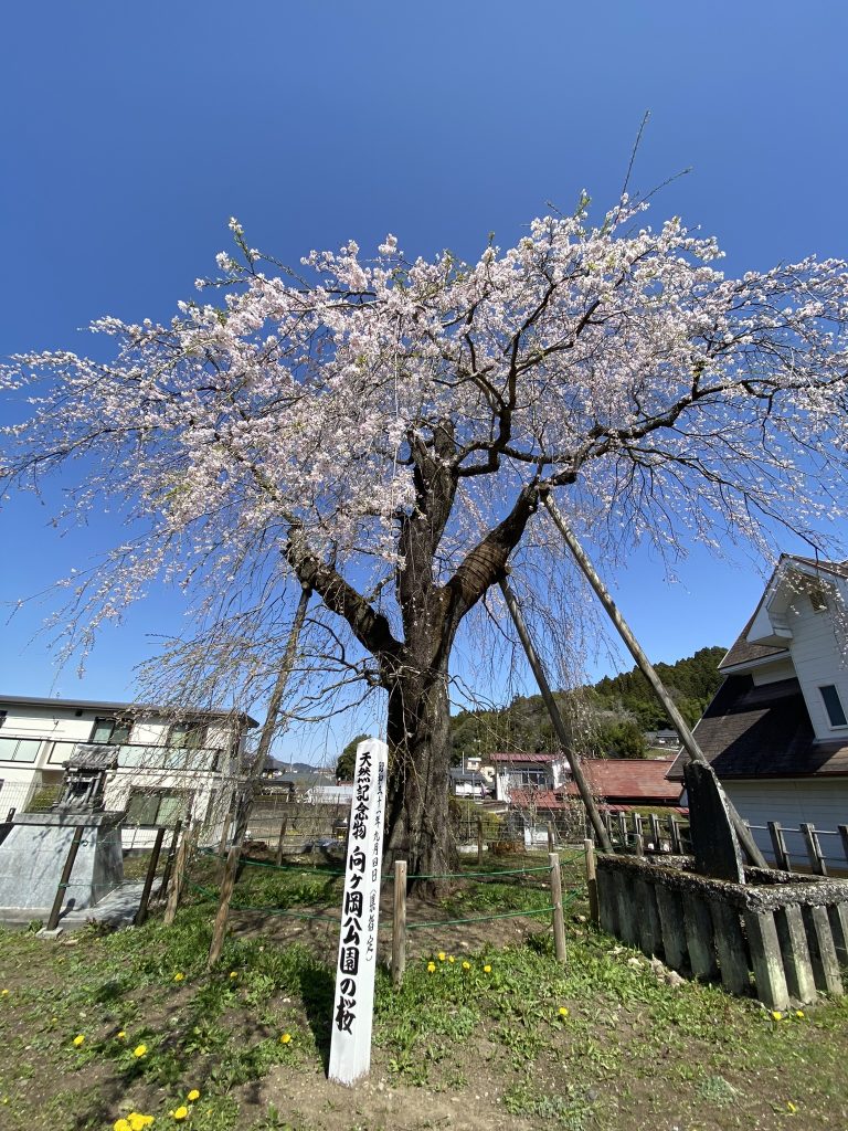 向ヶ丘公園のサクラ1